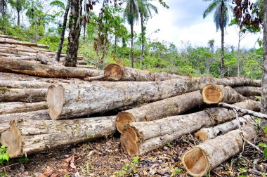 Kosta Rika 'da ağaç kesimi