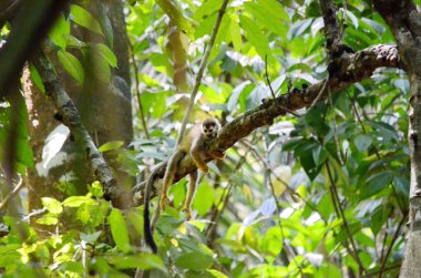 Kosta Rika 'daki ormanda sincap maymunları