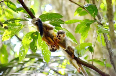 Kosta Rika 'daki ormanda sincap maymunları