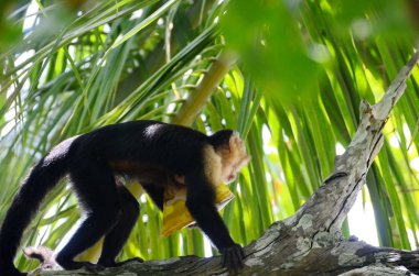 Kosta Rika 'da patates cipsiyle vahşi Capuchin Maymunu