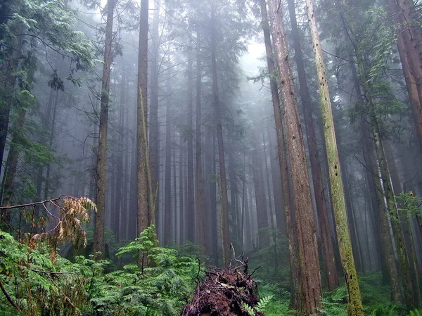 Szlak Lynn Peak Lynn Headwaters Regional Park Vancouver — Zdjęcie stockowe