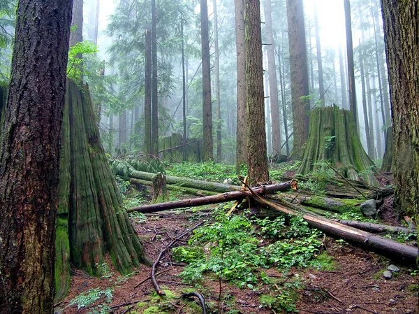 Sendero Lynn Peak Lynn Headwaters Regional Park Vancouver — Foto de Stock