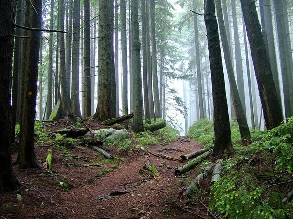 Sendero Lynn Peak Lynn Headwaters Regional Park Vancouver — Foto de Stock