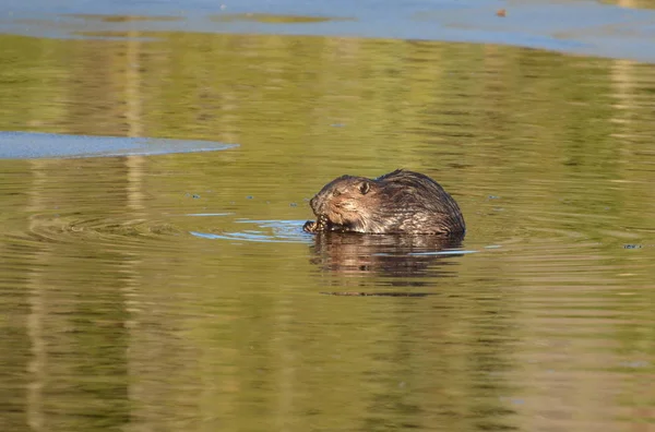 Wild North American Beaver Alimentando Uma Planta Final Outono Ontário — Fotografia de Stock