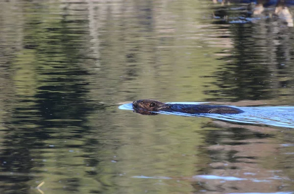 Castor Selvagem Norte Americano Nadando Água Calma — Fotografia de Stock