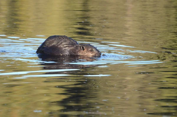 Vild Nordamerikansk Bäver Som Äter Växt Slutet Hösten Ontario — Stockfoto