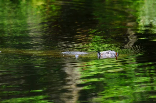 북아메리카 해리는 물에서 헤엄치고 — 스톡 사진