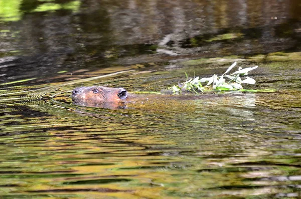 Vild Nordamerikansk Bäver Simmar Lugnt Vatten — Stockfoto