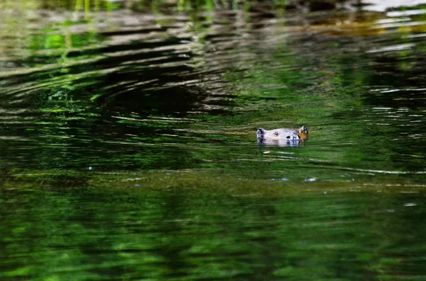Дикий Североамериканский Бобр Плавает Спокойной Воде — стоковое фото