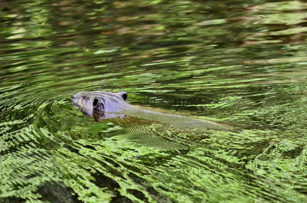 Castor Selvagem Norte Americano Nadando Água Calma — Fotografia de Stock