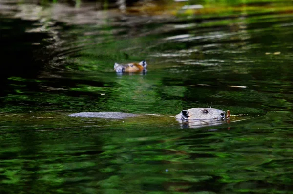 Wild North American Beaver Úszás Nyugodt Vízben — Stock Fotó