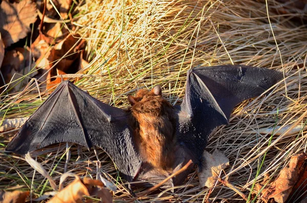 Big Brown Bat on the ground