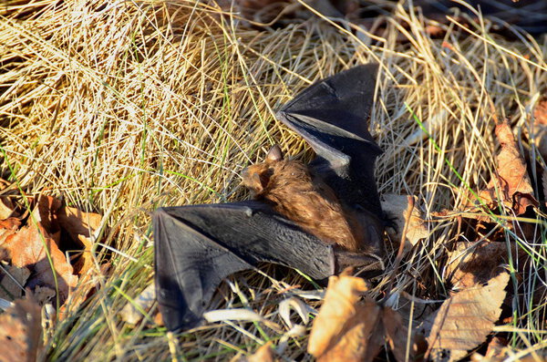 Big Brown Bat on the ground