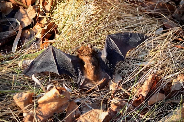 Big Brown Bat in the wild in Ontario, Canada.