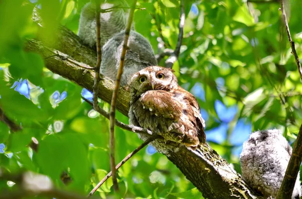Eastern Screech Owl Sitting Tree Toronto Ontario Canada — Stock Photo, Image