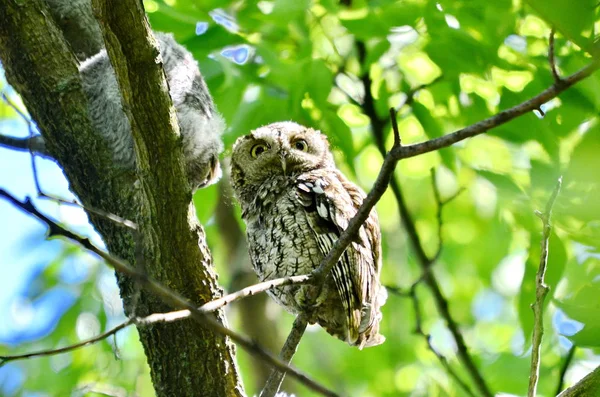 Búho Chillón Del Este Sentado Árbol Toronto Ontario Canadá —  Fotos de Stock