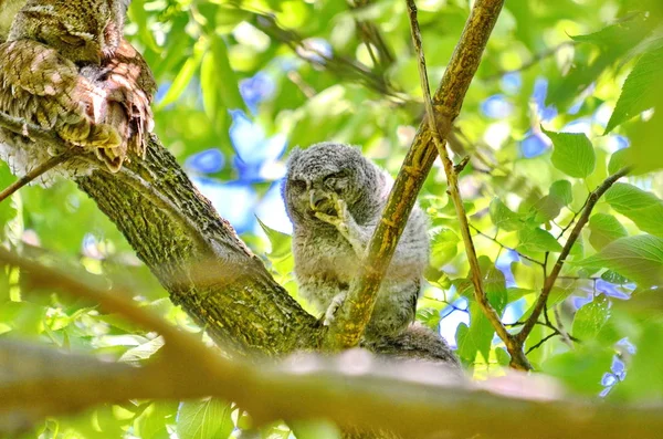 Petit Duc Des Montagnes Assis Sur Une Branche Arbre Toronto — Photo