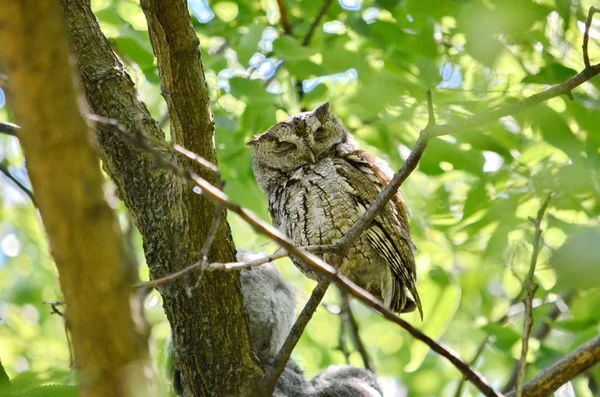 Búho Chillón Del Este Sentado Árbol Toronto Ontario Canadá —  Fotos de Stock