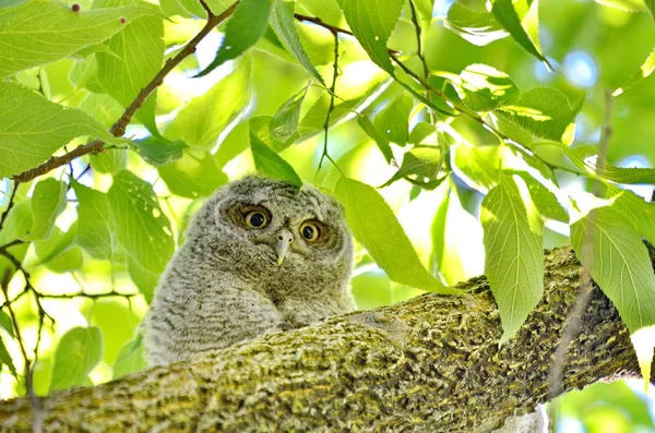 Eastern Screech Owlet Sitting Tree Limb Toronto Ontario Canada — Stock Photo, Image