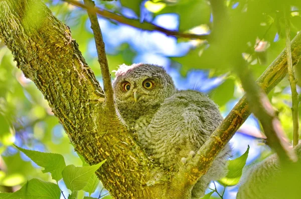 Eastern Screech Owlet Sitting Tree Limb Toronto Ontario Canada — Stock Photo, Image
