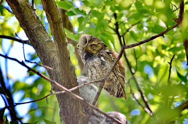 Eastern Screech Owl Sitting Tree Toronto Ontario Canada — Stock Photo, Image