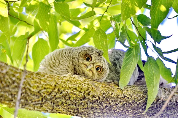 Petit Duc Des Montagnes Assis Sur Une Branche Arbre Toronto — Photo