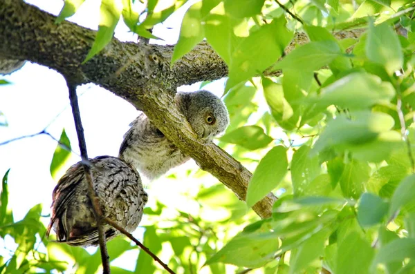 Östliche Kreischeulen Baum Toronto Ontario Kanada — Stockfoto