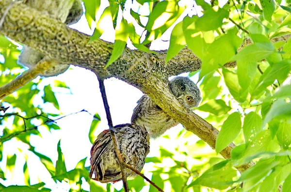 Östliche Kreischeulen Baum Toronto Ontario Kanada — Stockfoto