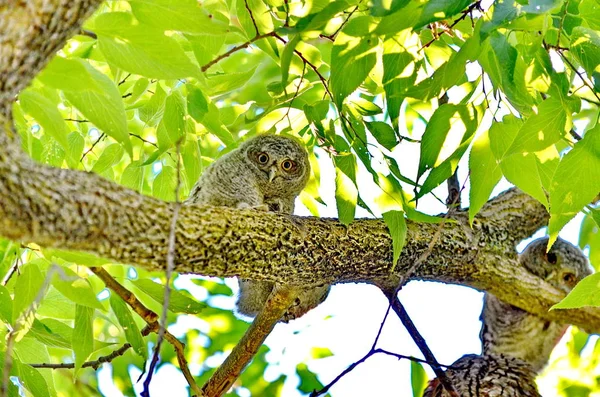 Östliche Kreischeulen Baum Toronto Ontario Kanada — Stockfoto