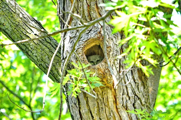 Eastern Screech Owlet Tree Toronto Ontario Canada — Stock Photo, Image