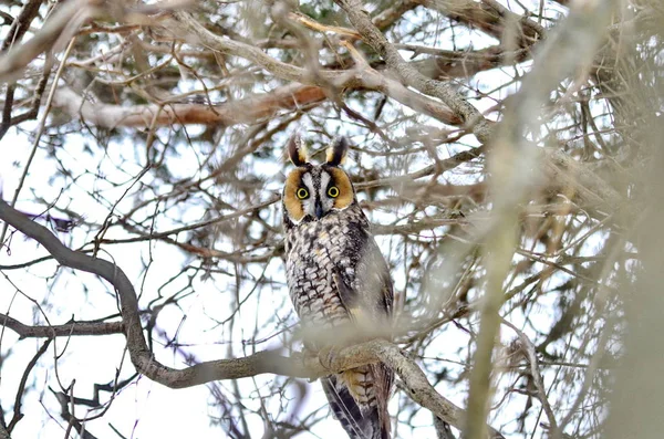 Hibou Des Marais Dans Nature — Photo