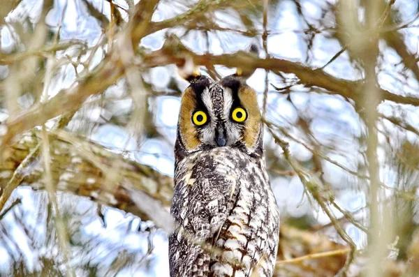 Long Eared Owl Wild — Stock Photo, Image