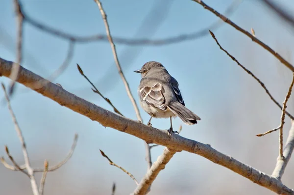 Moqueur Nord Assis Dans Arbre Ontario Canada — Photo