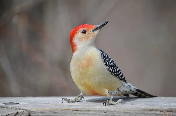 Pica Pau Barriga Vermelha Natureza Ontário Canadá — Fotografia de Stock