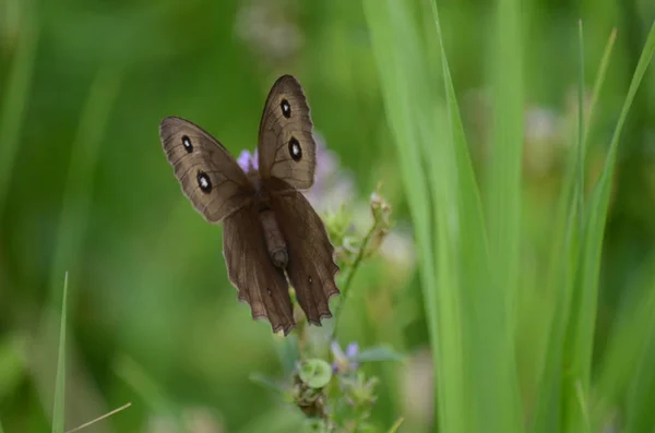 Waldnymphe Schmetterling Sammelt Nektar Ontario Kanada — Stockfoto
