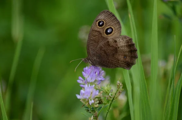 Madeira Ninfa Comum Borboleta Coletando Néctar Ontário Canadá — Fotografia de Stock