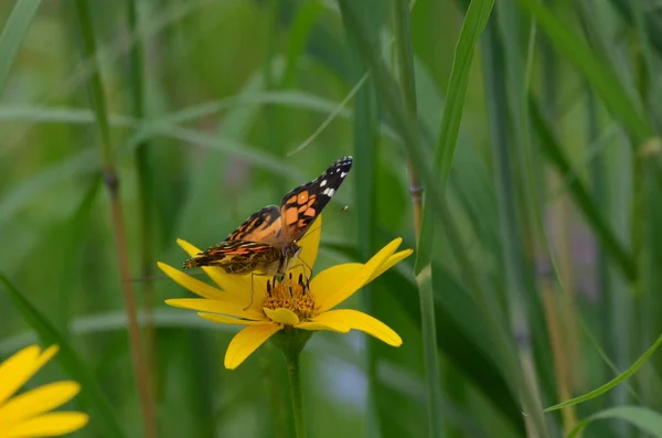 Bemalte Dame Schmetterling Auf Gelber Blume — Stockfoto