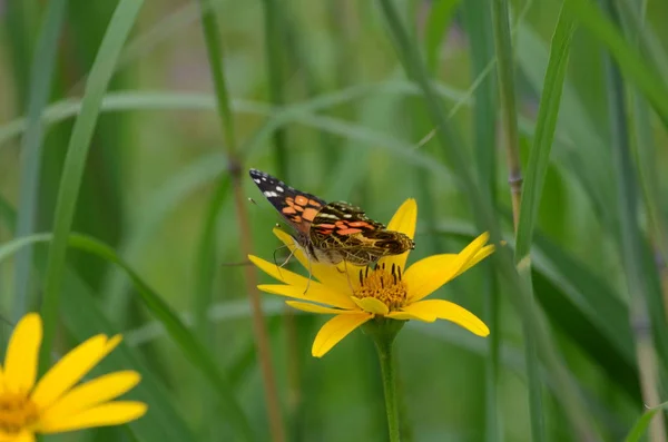 Bemalte Dame Schmetterling Auf Gelber Blume — Stockfoto