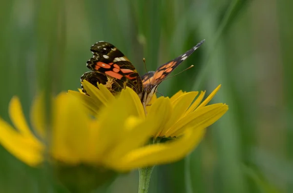 Bemalte Dame Schmetterling Auf Gelber Blume — Stockfoto