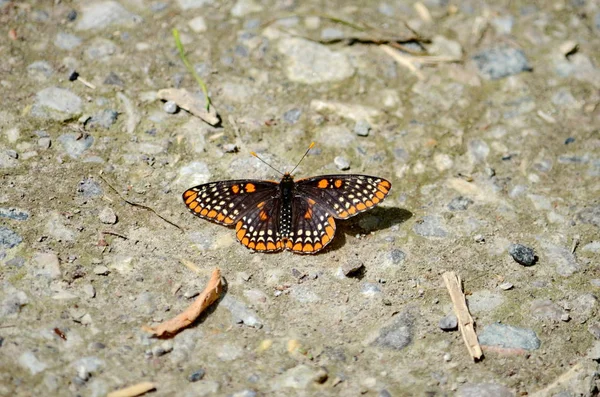 Baltimore Checkerspot Pillangó Torontóban Ontario Kanada — Stock Fotó