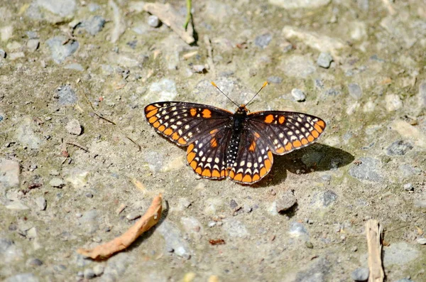 Baltimore Checkerspot Butterfly Toronto Ontário Canadá — Fotografia de Stock