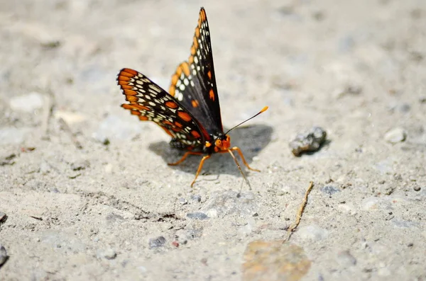 Baltimore Checkerspot Butterfly Toronto Ontário Canadá — Fotografia de Stock