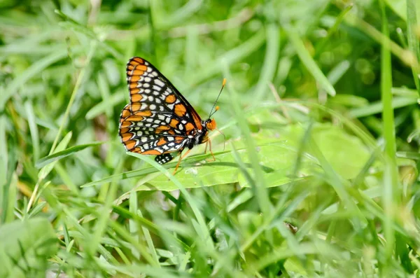 オンタリオ州トロント カナダのボルティモア チェッカースポット蝶 — ストック写真