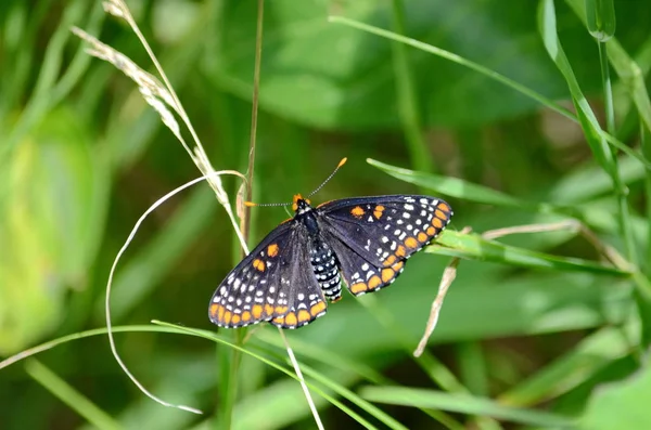 Baltimore Checkerspot Butterfly Toronto Ontário Canadá — Fotografia de Stock