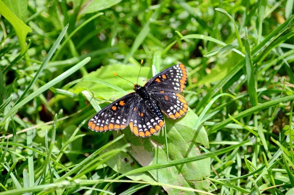 Baltimore Checkerspot Pillangó Torontóban Ontario Kanada — Stock Fotó