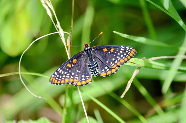 Baltimore Checkerspot Butterfly Canada Ontario — 스톡 사진