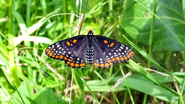Baltimore Checkerspot Butterfly Toronto Ontario Canada — Foto Stock