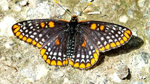 Baltimore Checkerspot Butterfly Toronto Ontário Canadá — Fotografia de Stock