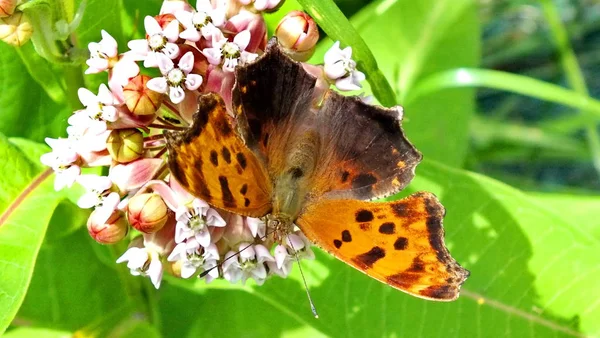 Östlicher Comma Schmetterling Freier Wildbahn Toronto Ontario Kanada — Stockfoto