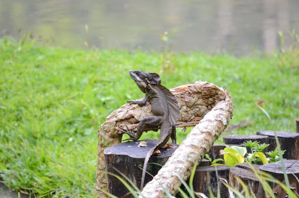 Brown Basilisk Lizard Costa Rica — Stock Photo, Image